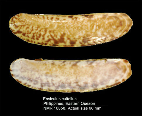 Ensiculus cultellus.jpg - Ensiculus cultellus(Linnaeus,1758)